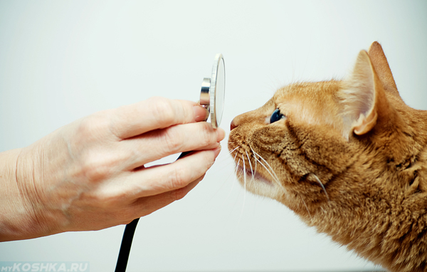 Беременная кошка на осмотре у ветеринара
