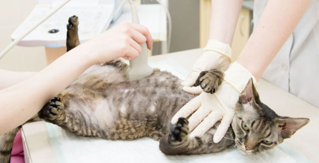 Процесс проведения УЗИ беременной кошки