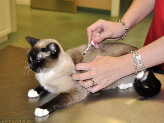 Вакцинация кошки ветеринаром