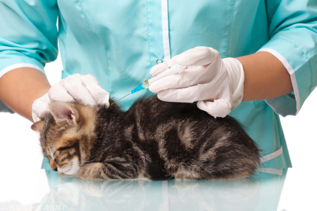 Котенку британской короткошерстной кошки ставят прививку