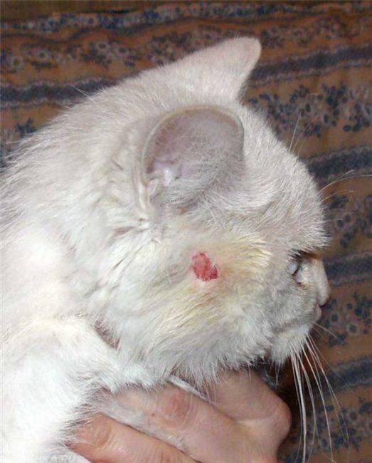 На мордочке кошки гнойное воспаление