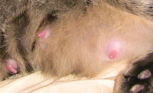 Воспалённые соски у беременной кошки
