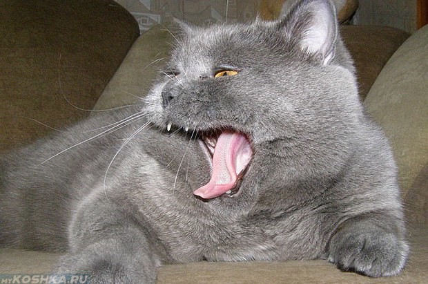 Беременная кошка зевает