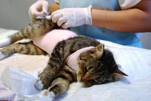 Кошка лежит на операционном столе после стерилизации