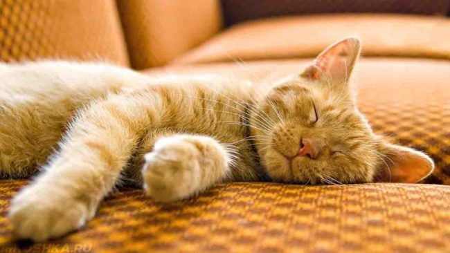 Кот спит на рыжем диване с тканью похожей на питомца