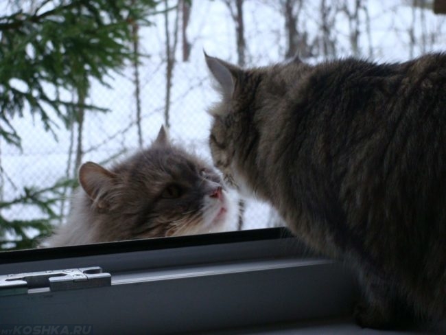 Два кота смотрят друг на друга через окно