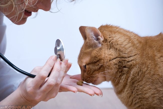 Ветеринар кормит с руки рыжего кота