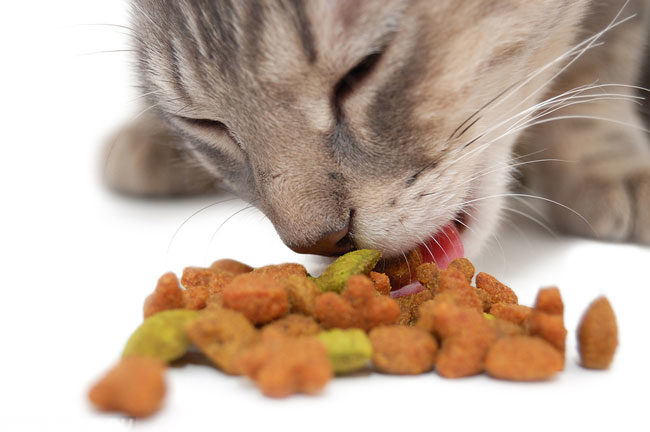 Серый кот ест сухой корм