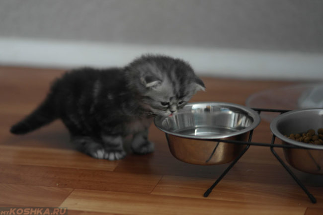 Котик смотрит на свежую воду в миске