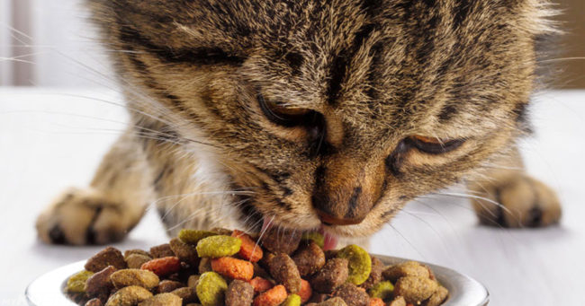 Стерилизованная кошка ест витамины и сухой корм