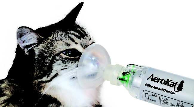 Кошка и лечение от астмы