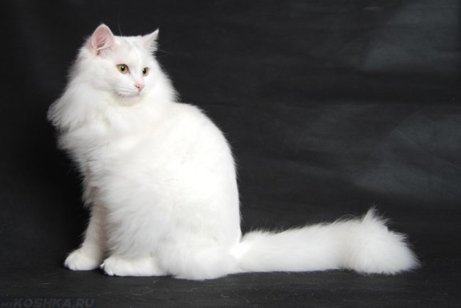 Белый пушистый кот на сером фоне сидит на полу