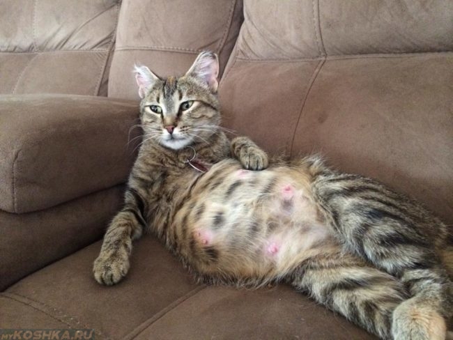 Беременная полосатая кошка лежит на коричневом диване