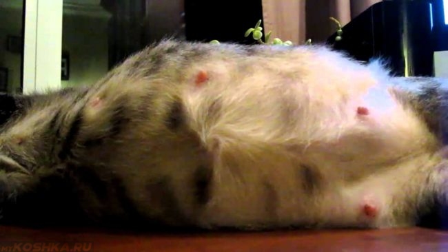 Беременная кошка на подоконнике в квартире 