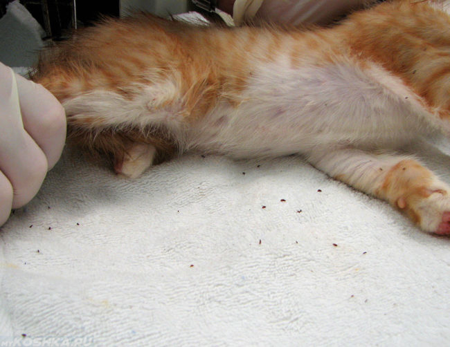 Ветеринар в перчатках и рыжий котёнок с блохами на белой ткани