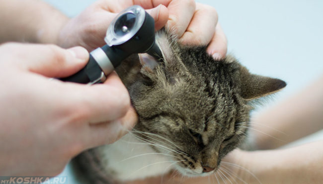 Ветеринар осматривает ухо кошки на отит