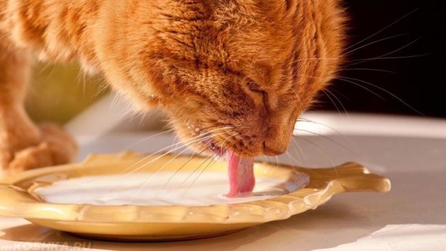 Рыжий кот пьет молоко из блюдца