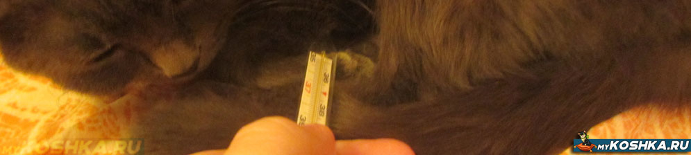 Измерение температуры кошке ртутным градусником