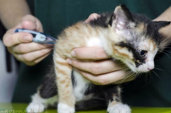 Ветеринар измеряет температуру котёнку
