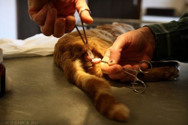 Операция по кастрации кота