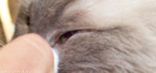 Диагностика глаз у кошки на предмет болезни конъюнктивитом