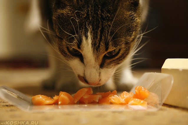 Стерилизованная кошка с удовольствием ест рыбу