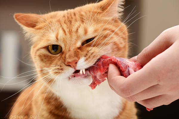Стерилизованная кошка ест мясо с удовольствием