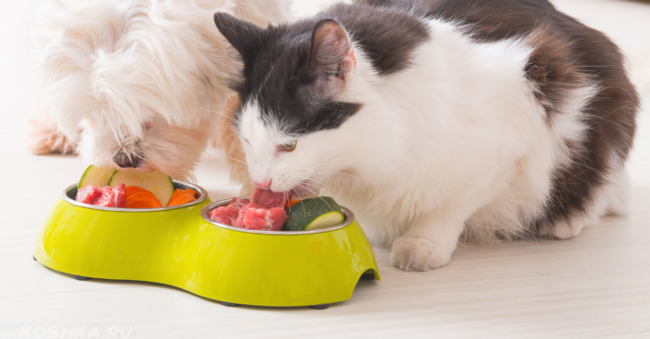 Кошка и кот едят натуральную еду из одной миски