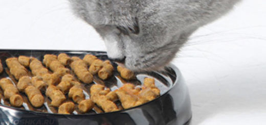 Кошка с удовольствием ест сухой корм