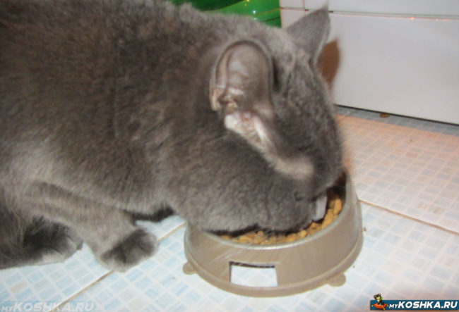 Кошка ест сухой корм из миски