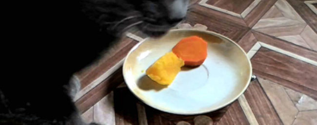 Кошка ест отварные овощи