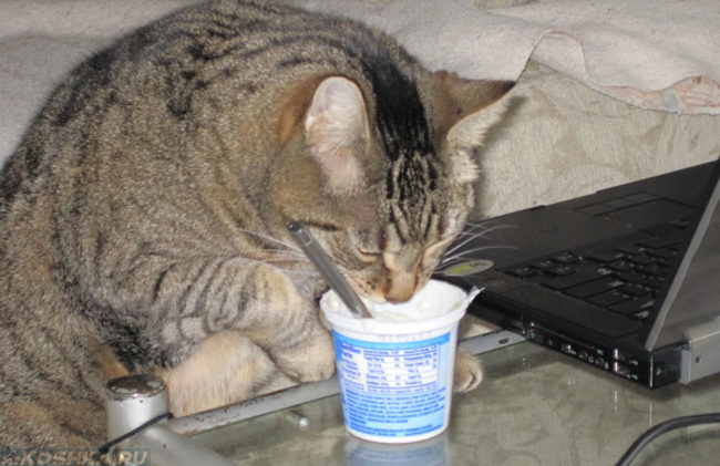 Кошка с большим удовольствием ест йогурт