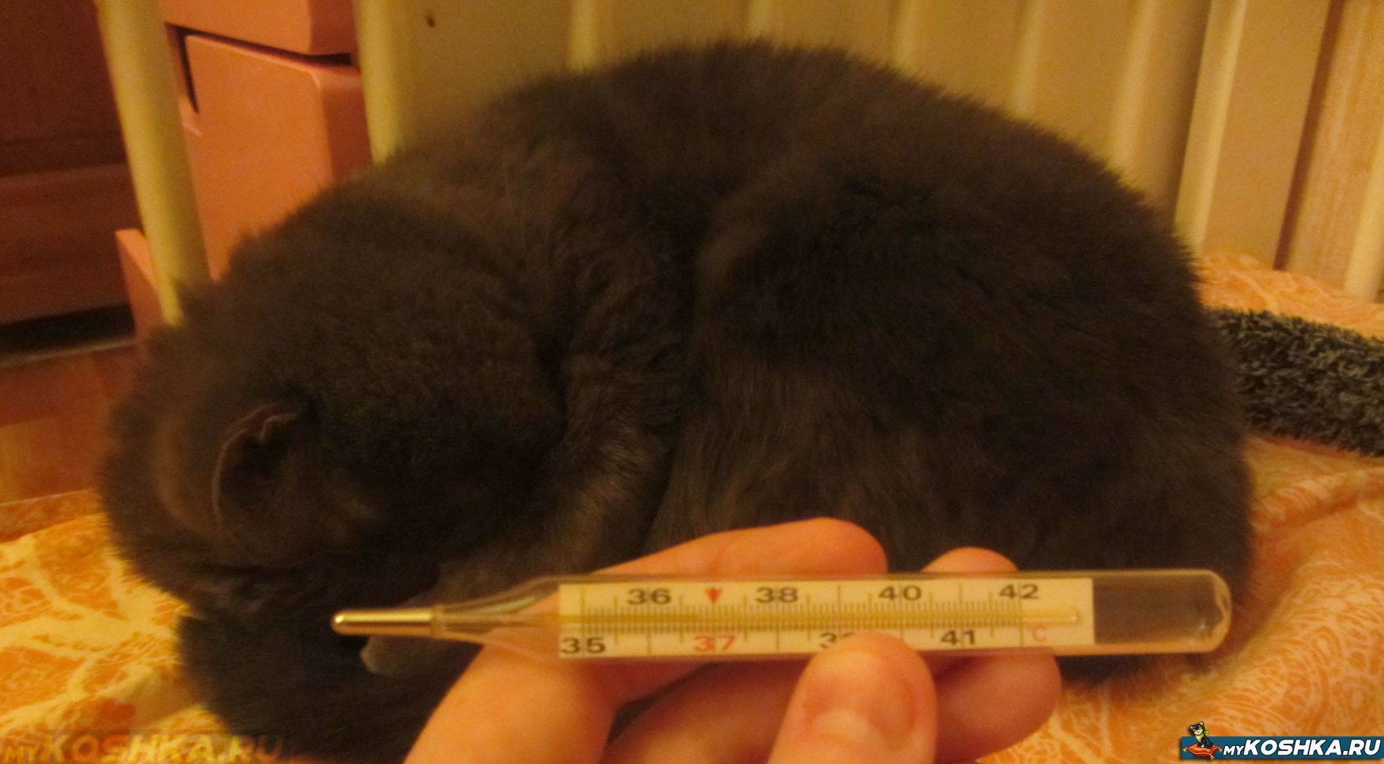 Ректальная кошка. Термометр для котов. Ректальный термометр для кошек. Кошка с градусником. Котенок с градусником.