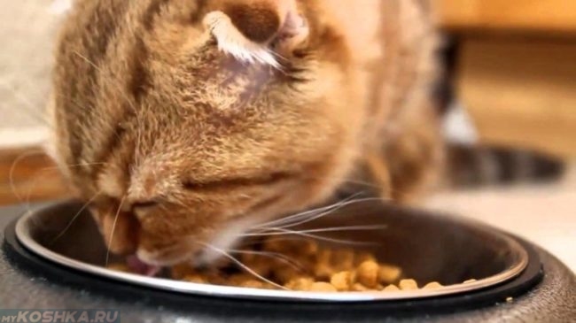 Рыжий кот ест из блюдца кошачий корм