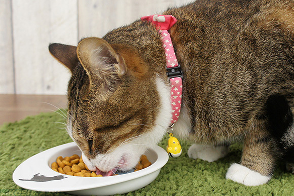Кот ест специальный корм при мочекаменной болезни