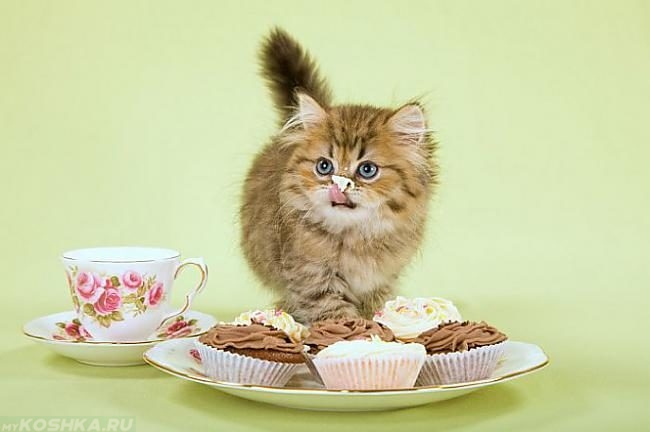 Котенок облизывается рядом с тарелкой пирожных и чашкой