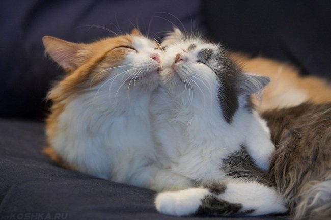 Пушистая рыжая кошка и пушистый серый кот обнимаются