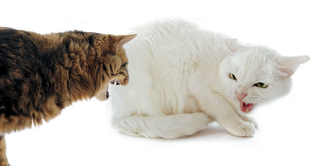 Пушистый кот шипит на белую кошку