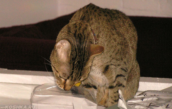 Кот ковыряется в мусорном пакете