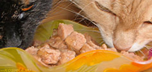 Кот и кошка едят мясные натуральные консервы