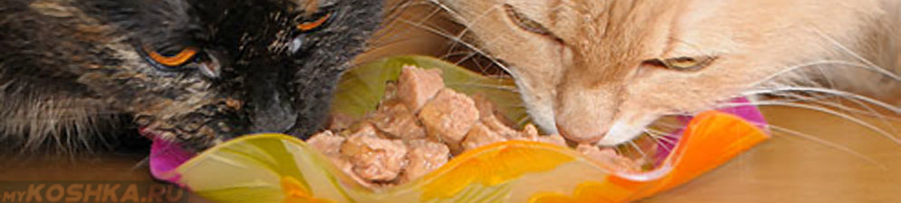 Кот и кошка едят мясные натуральные консервы