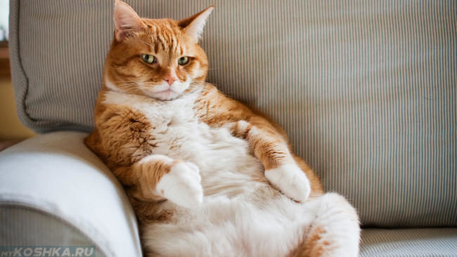 Рыжий жирный кот сидит на сером полосатом кресле