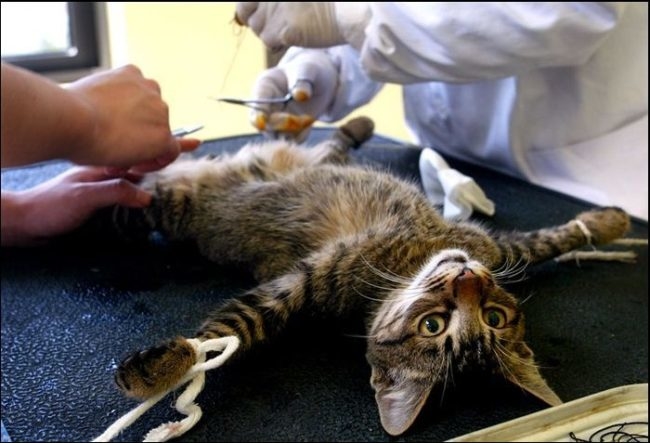 Полосатый кот связанный лежит на хирургическом столе