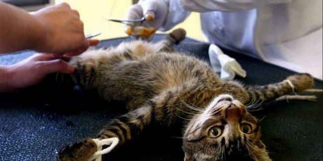Полосатый кот на столе у ветеринара во время операции