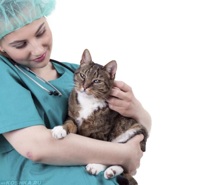 Девушка ветеринар держит кота на руках