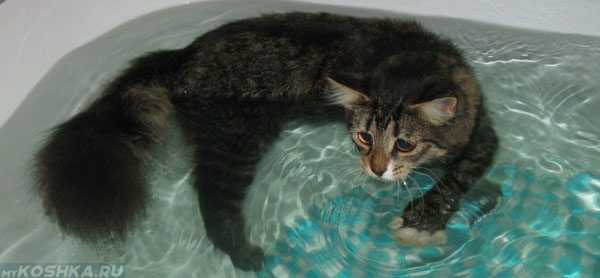 Купание кошки в ванной
