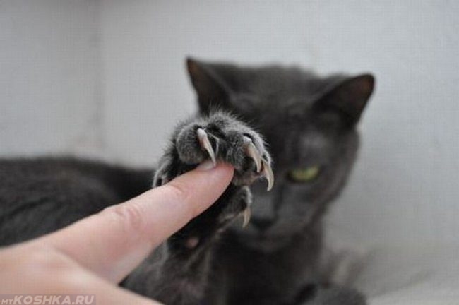 Серый кот с выпущенными когтями касается пальца руки