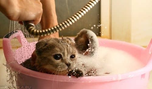 Правильное купание кошки в тазике с водой из под душа