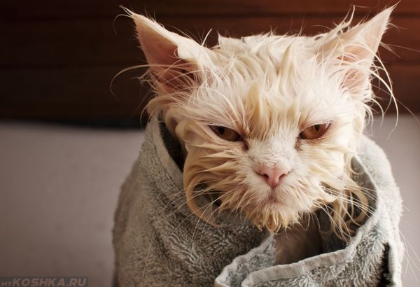 Завернутая в полотенце рыжая кошка после купания