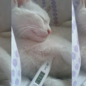 Измерение температуры электронным градусником у кошки